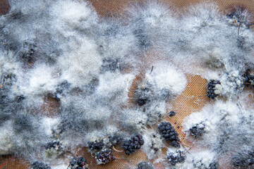 White mold on spoiled food. The mulberries are moldy.