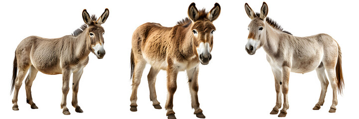 donkey isolated on transparent background ,donkey side view cut out generative ai