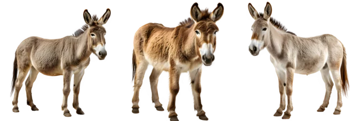 Foto op Aluminium donkey isolated on transparent background ,donkey side view cut out generative ai © Leo