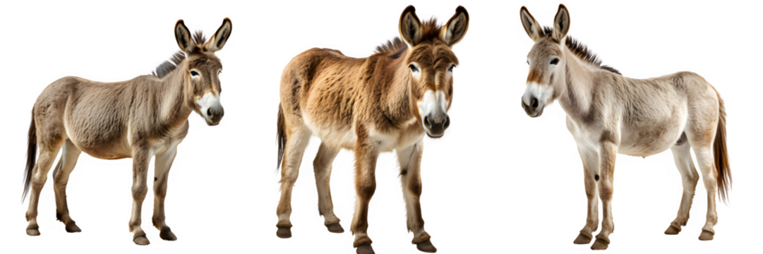 donkey isolated on transparent background ,donkey side view cut out generative ai