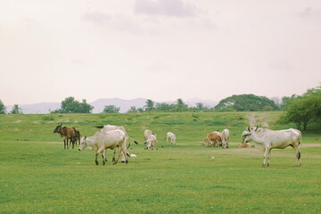Herd of cows grazing in a green meadow on a sunny day