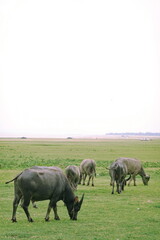 Naklejka na ściany i meble Herd of buffalo grazing in a green meadow on a sunny day