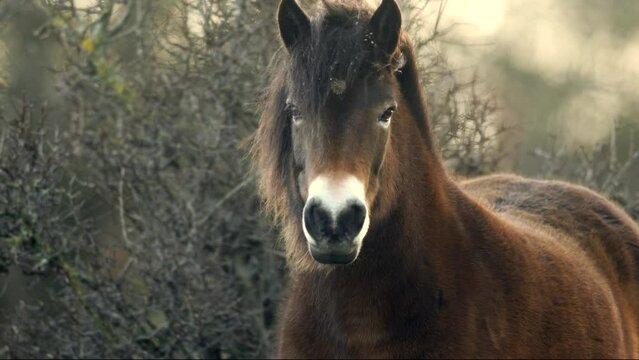 Closeup sunlit wild exmoor pony horse have rest standing in the middle of pasture in late autumn nature habitat in Milovice, Czech republic. Protected animals considered as horse ancestor