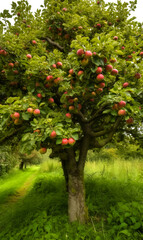 Apple tree with ripe red apples. A fruit-laden tree in full bloom