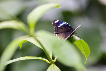 Schmetterling auf der Suche nach Nahrung