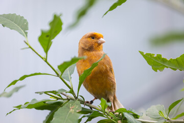 Goldener Vogel sitzt auf einem Ast