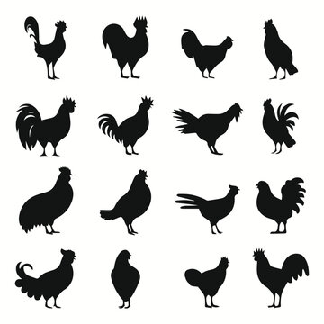 Pet poultry silhouettes and icons. Black flat color simple elegant Pet poultry animal vector and illustration.