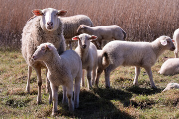 Naklejka na ściany i meble Family of sheep standing in a field full of treats.