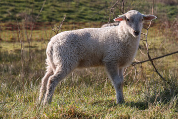 Cute little lamb