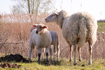 Mother sheep in a pasture with two lambs.