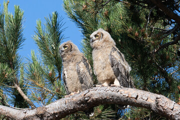 Great Horned Owls