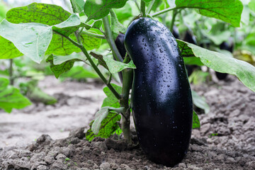 Ripe eggplant ripens in the garden on the bush