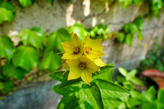 Close up of a flowering cutting of Yellow Loosestrife (Lysimachia punctata)
