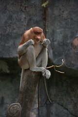 Proboscis monkey (Nasalis larvatus) is a kind of long-nosed monkey with brown hair against a natural background. This monkey inhabits the island of Borneo, Indonesia. beautiful monkey stock photo