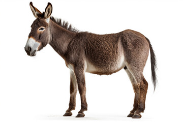 Fototapeta premium Donkey isolated a on white background.Generative Ai.