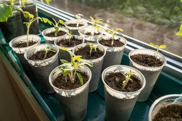 Small tomato seedlings while growing inside the house in spring 