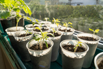 Little tomatoe seedlings inside the house while growing in spring 