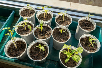 Small tomatoes seedlings growing on the windowsill on a sunny day in spring 