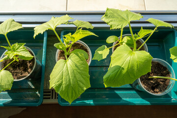 Little cucumber plants while growing inside the house on a sunny day in spring 