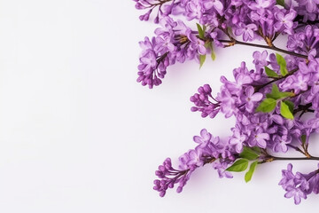 Purple flowers branch on white background.Generative Ai.