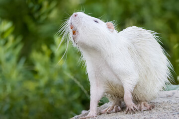 White young nutria with orange teeth stands on the stone and looks into a camera. White nutria...