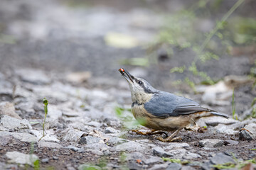 Eurasian nuthatch (Sitta europaea) holds a ladybird in its beak. Close-up portrait nuthatch on the grey ground with copyspace.  A small bird with blue-gray upperparts, and a black eye stripe.