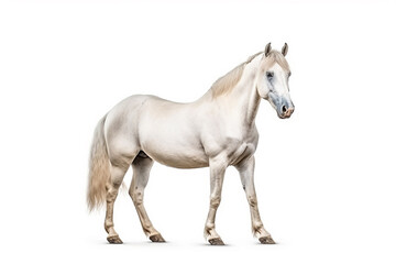 Horse  isolate on white background.Generative Ai.