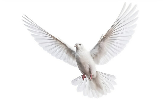 White bird flying isolated on white background.Generative Ai.