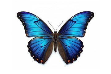 Obraz premium Butterfly isolated on white background.Generative Ai.