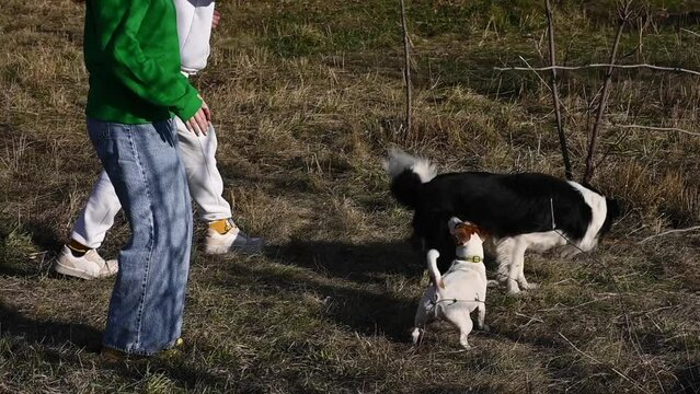 Dogs border collie and jack russell terrier jump on the handles of the hostesses on a walk in the park. 