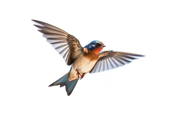 Tuinposter Swallow flying isolated on white background.Generative Ai. © Inlovehem