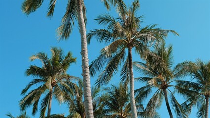 Fototapeta na wymiar Tropical Palm Trees. Majestic palm trees with lush green leaves against a clear blue sky. Relaxing beach scenery on a sunny day. Concept of a tranquil and idyllic paradise getaway.