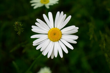 Obraz premium daisy flower