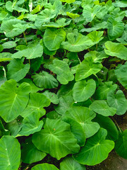Taro plant, too many taro pant fresh leaves in one frame, green leaves of taro plant which is a root vegetables plant.