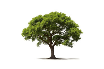 Obraz premium Tree isolated on white background.Generative Ai.
