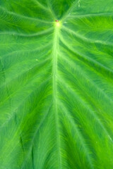 Closeup shot of taro leaf,  roots in leaf, taro leaf 