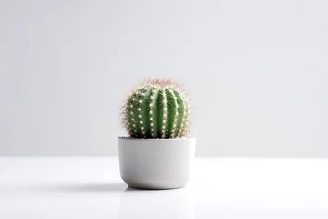 Fototapeten Cactus in pot isolated on white background.Generative Ai. © Inlovehem
