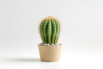 Cactus in pot isolated on white background.Generative Ai.