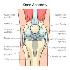 Anatomy of the human knee joint structure diagram schematic vector illustration. Medical science educational illustration