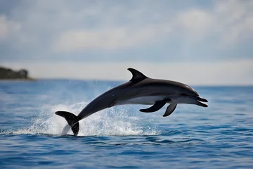 Zelfklevend Fotobehang dolphin jumping in the water © Images Guru