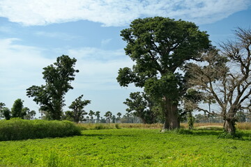 West Africa. Senegal. A picturesque panorama with lonely huge baobabs on a peanut field in the rays...