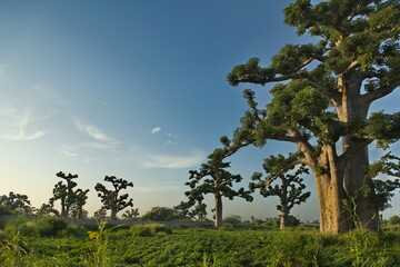 West Africa. Senegal. A picturesque panorama with lonely huge baobabs on a peanut field in the rays...