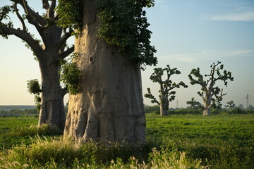 West Africa. Senegal. A picturesque panorama with lonely huge baobabs on a peanut field in the rays...
