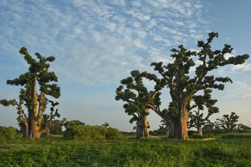 Foto auf Acrylglas West Africa. Senegal. A picturesque panorama with lonely huge baobabs on a peanut field in the rays of the setting sun. © Александр Катаржин