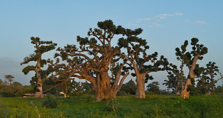 West Africa. Senegal. A picturesque panorama with lonely huge baobabs on a peanut field in the rays of the setting sun.