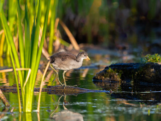Side view of common gallinule chick standing on log in the Leon-Provancher Marsh during a golden hour summer morning, Neuville, Quebec, Canada