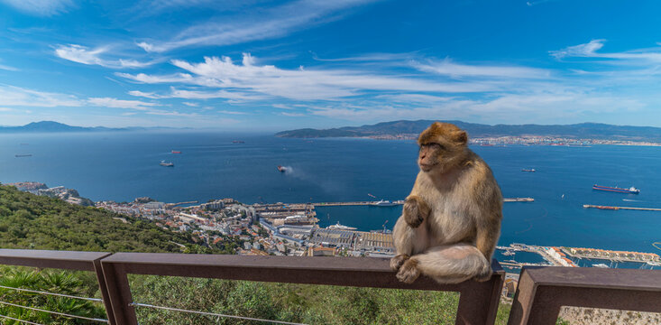 Singe magot sur le rocher de Gibraltar devant la baie d'Algeciras, Andalousie, Espagne
