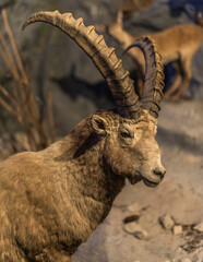 Bouquetin alpin au muséum de Genève, Suisse