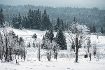 Winter landscape and snowy trees at Filipova Hut, Sumava national park
