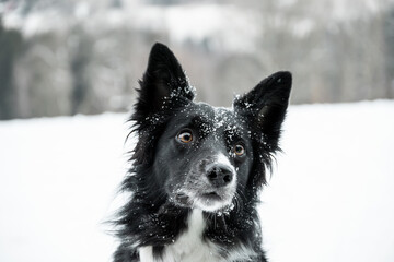 Portrait of snowy border collie in the winter, black and white dog